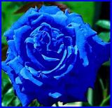 Blue Rose